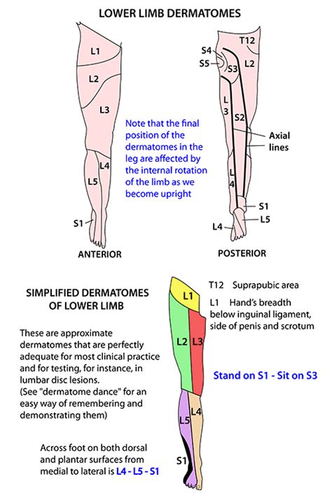 Instant Anatomy Lower Limb Nerves Dermatomes