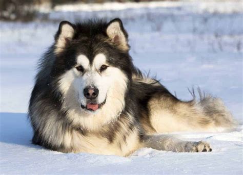 Alaskan malamute temperament and personality. Mengenal 7 Fakta Alaskan Malamute, Sering Salah Dikira ...