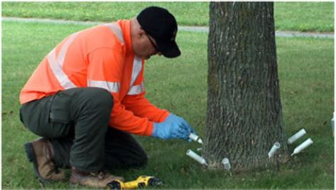 We did not find results for: Emerald Ash Borer | Martin's Tree Service Inc in Ontario