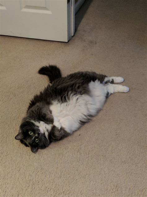 My Chubster Is Always Begging Delightfullychubby