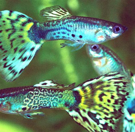 Explore tnhieutruc's photos on flickr. Tiere: Guppy-Weibchen - lieber tot als sexuell belästigt ...