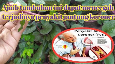 Kita mestilah mengambil berat terhadap masalah ini kerana mencegah penyakit lebih baik daripada mengubatinya. Terungkap cara mencegah penyakit jantung koroner dengan ...