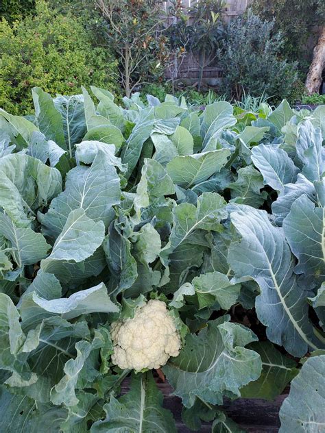 How To Grow Cauliflower From Seed To Harvest Laptrinhx News