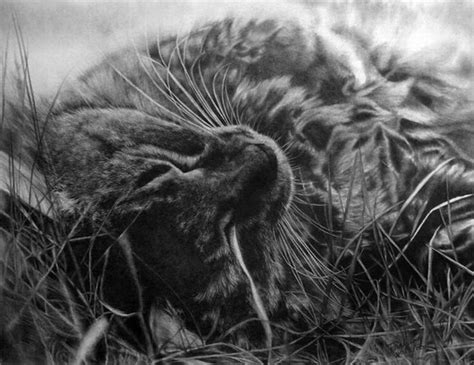 Photorealistic Pencil Drawings By Paul Lung Pencil Drawings Drawings