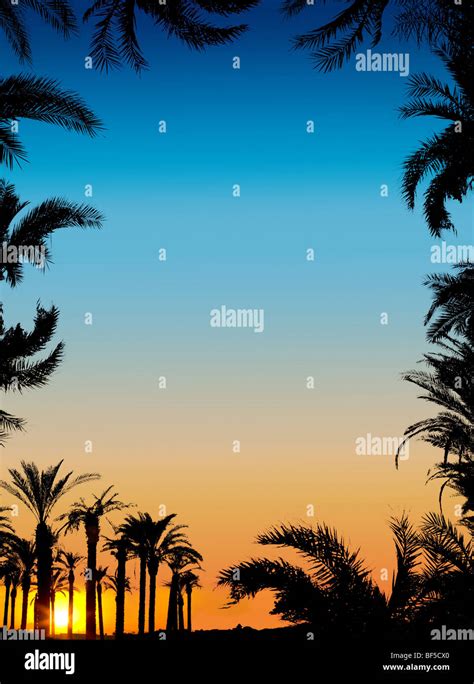 The Silhouettes Of Palms On Beautiful Sunset Background Stock Photo Alamy