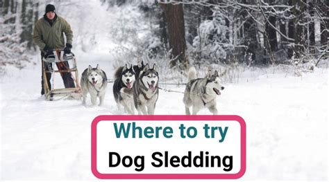 Where To Experience Dog Sledding In Europe
