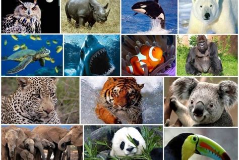 Los Animales Y Su Aporte Al Equilibrio Del Planeta