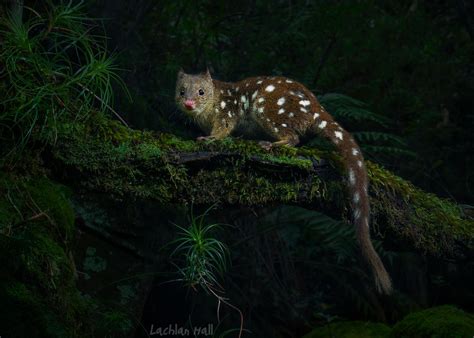 Spotted Tailed Quoll Dasyurus Maculatus Southern Highlan Flickr
