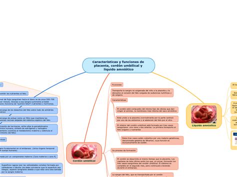 Características Y Funciones De Placenta C Mind Map