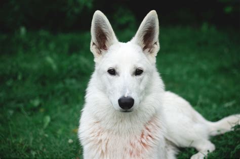 The White German Shepherd All The Facts About This