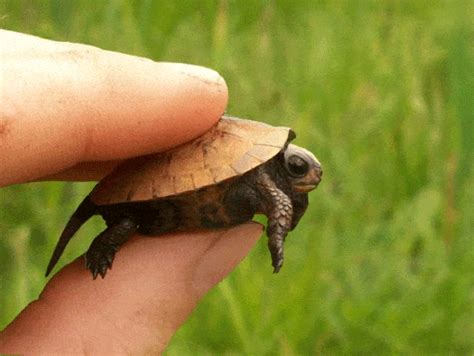 Cute Turtle 