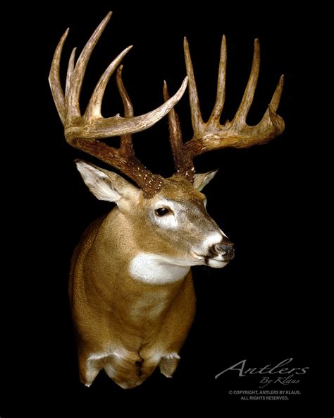 Johnny King Buck Antlers By Klaus