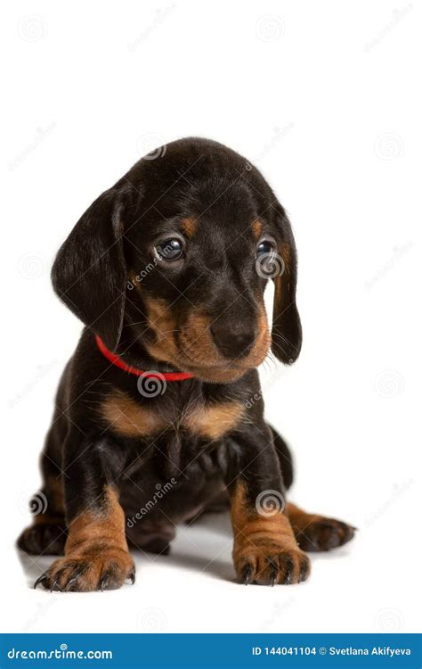 Adorable Sitting Dachshund Puppy Isolated On White Background Stock