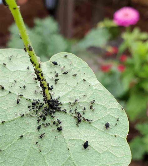 How To Get Rid Of The Worst Garden Insects From Your Garden