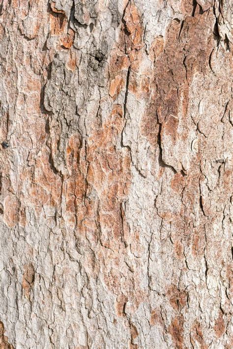 Light Brown Bark Of A Tree Stock Image Image Of Pine 141787845