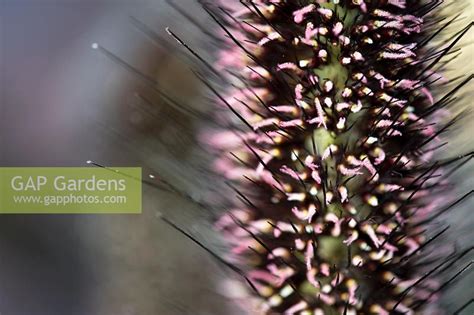 Kent, last updated 25 may 2020. Pennisetum glaucum '... stock photo by Tim Gainey, Image ...