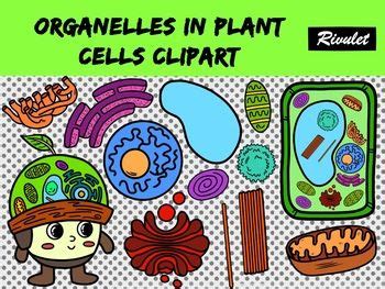 If you find any inappropriate image content on pngkey.com, please contact us and we will take appropriate action. Package contents: Organelles in plant cells clipart a set ...