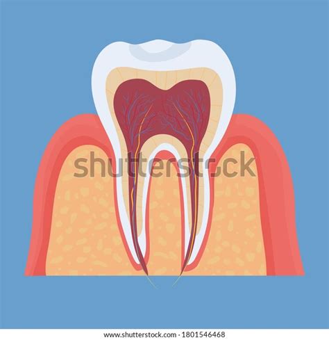 Human Tooth Anatomy Medical Dental Model Stock Vector Royalty Free