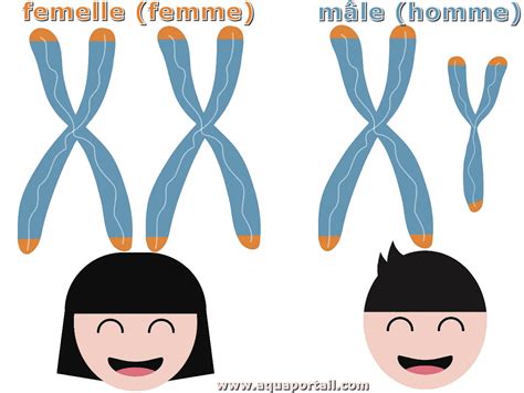 Chromosome Sexuel D Finition Illustr E Et Explications
