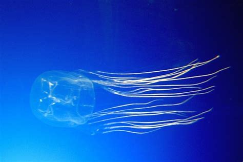An Antidote To Box Jellyfish Stings May Be On The Horizon