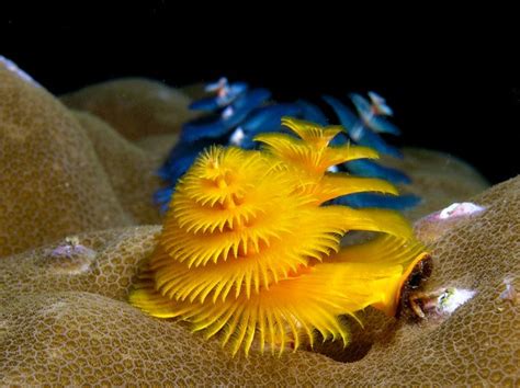 The Christmas Tree Worm Decorating Coral Reefs Year Round Smithsonian