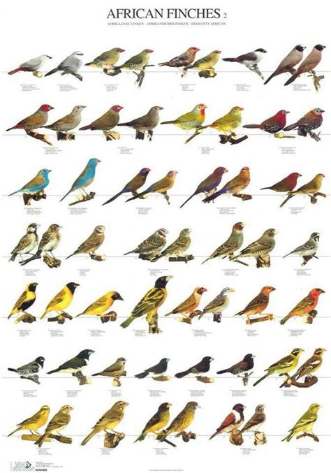 African Finches 2 Güzel Kuşlar Hayvanlar Kanatlar