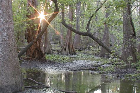 7 Of The Most Beautiful Places To See In Baton Rouge