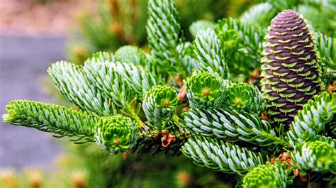 Korean Fir Tree Care Cultivation Varieties And Problems