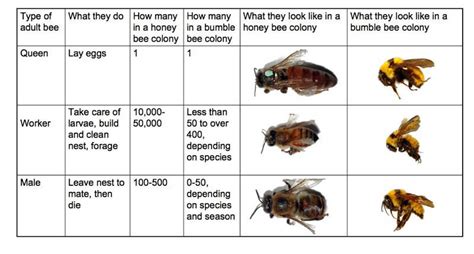 The Lifecycle Of A Queen Bumble Bee