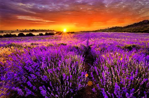 Lavender Hd Wallpapers Top Free Lavender Hd Backgrounds Wallpaperaccess
