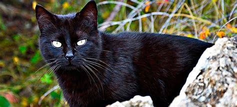 O envelhecimento do gato não é gradual como o do ser humano, mas de forma abrupta, dura mais ou menos um ano e, depois disso, o animal morre. Dia do gato preto, 27 de outubro - Conscientização sobre o ...