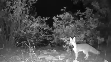 cheeky fox steals three backyard cameras in quick heist