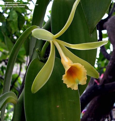 Vanilla Orchids Fragrant Plant Orchid Leaves