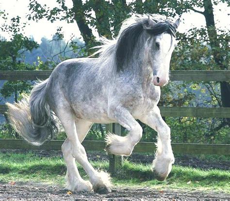 Clydesdale Horses Stable Express