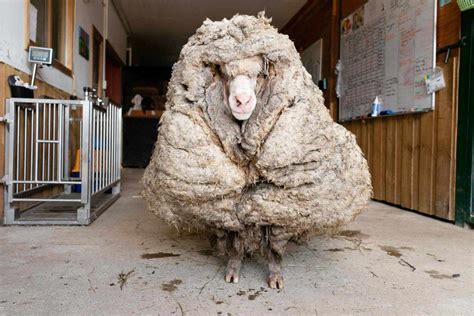 Sheep Saved From 77 Pounds Of Overgrown Fleece