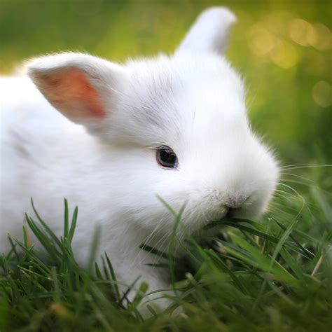 Cutest Rabbit I Ever Seen Aww