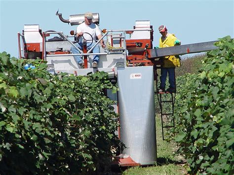 Grape Harvesting Machine Jimmy Smith Flickr