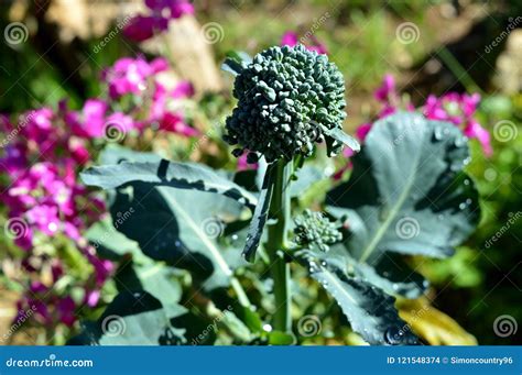 Close Up Of Broccolini Flower Head Nature Stock Photo Image Of