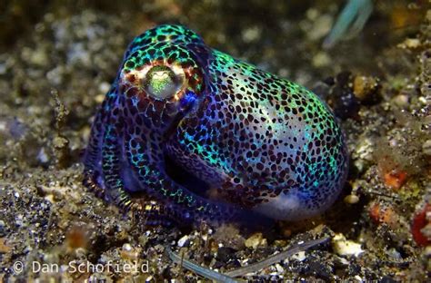 Bobtail Squid In Lembeh Strait North Sulawesi Two Fish Divers