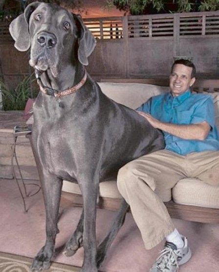 The Largest Dog In The World