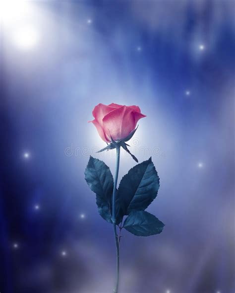 1366 Pink Rose Darkness Photos Free And Royalty Free Stock Photos From