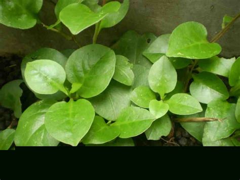 Daun katuk memiliki banyak khasiat untuk kesehatan tubuh, selain digunakan sebagai pelancar asi, ternyata masih ada 10 manfaat lainnya | klik disini. Sejuta Manfaat Daun Binahong untuk Kesehatan - Tribunnews.com