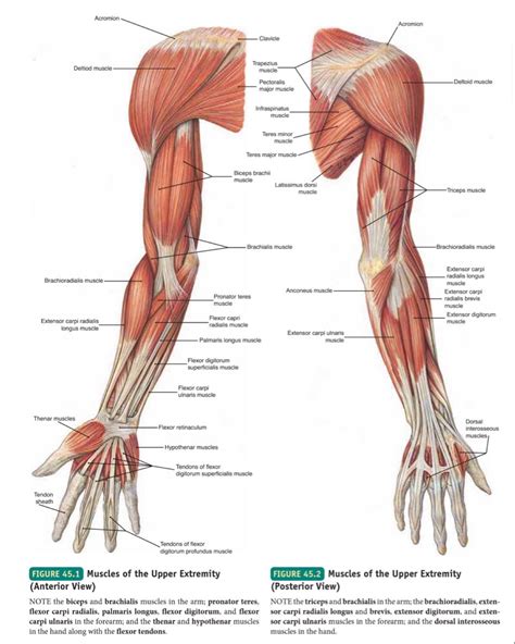Muscles Of Upper Limb Anterior And Posterior View