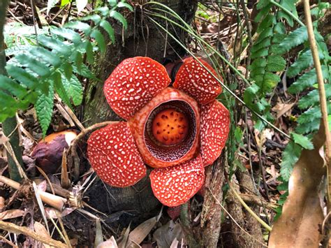 Opinion Let A Thousand Rafflesias Bloom Pinoy Mountaineer
