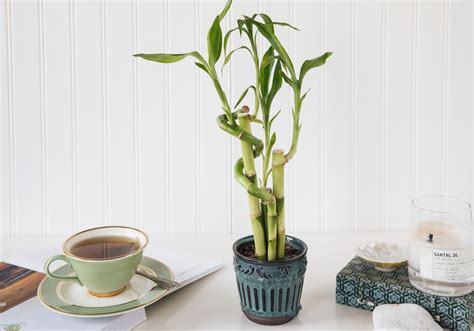 Lucky Bamboo Indoor Plant Care And Growing Guide