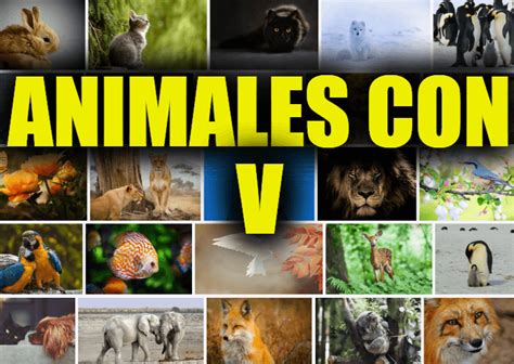 Animales Con V Lista De Animales Que Comienzan Con La Letra V Y Sus