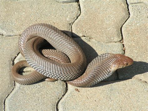 Image from the photographer's guide to the pilanesberg national park ebook and captured by edward peach our. Mozambique Spitting Cobra Very Dangerous ~ planetanimalzone