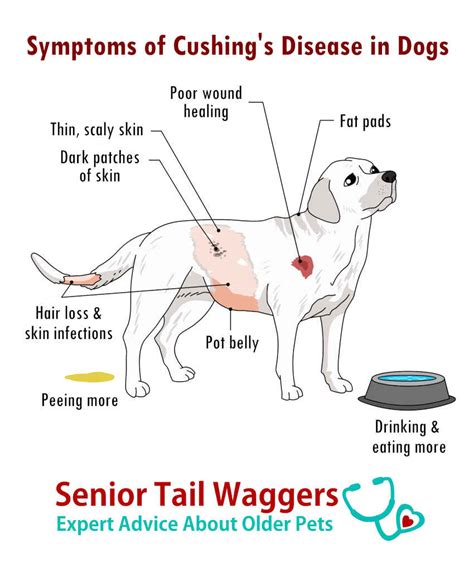 Pictures Of Cushings Disease In Dogs With Vet Explanations