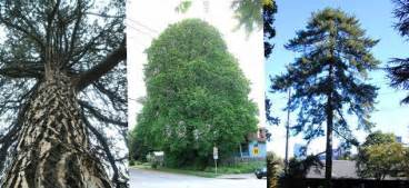 About Heritage Trees Heritage Trees Of Portland The City Of
