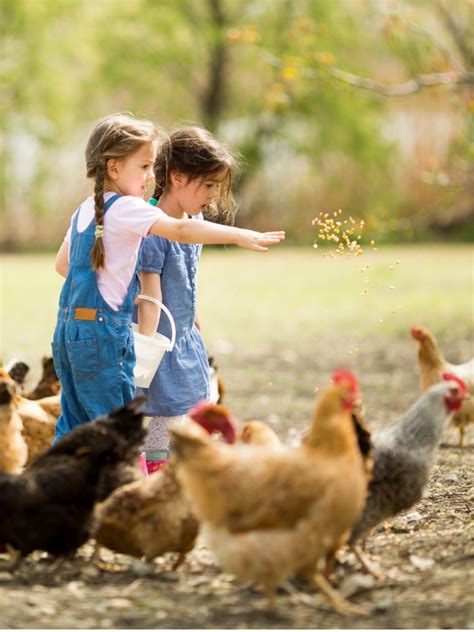 At coombe farm organic we have only one way to grow chicken. Organic Chicken Feed - Modesto Milling Organic Feeds and ...